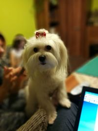 Close-up of dog at home