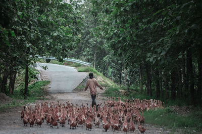 Rear view of person walking on road in forest