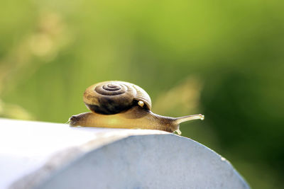 Small snail in backyard garden