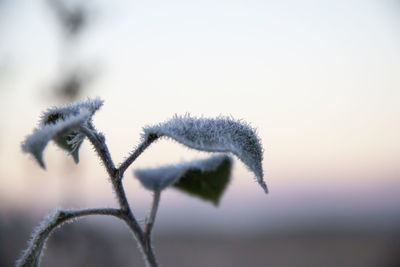 Close-up of frozen plant against sky