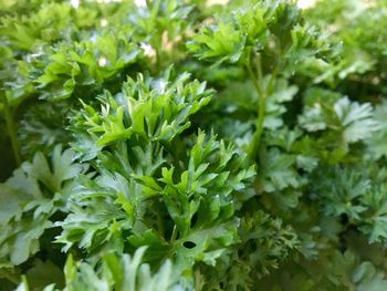 Close-up of fresh green plants