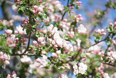 Close-up of pink cherry blossoms in park