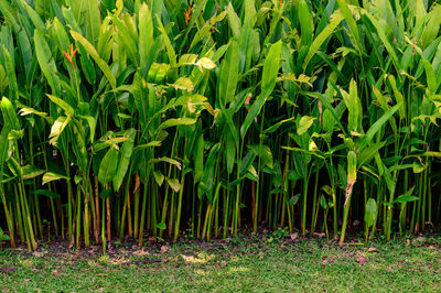 plant