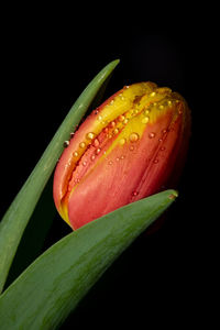 Close-up of wet leaf against black background