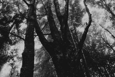 Low angle view of trees in forest against sky