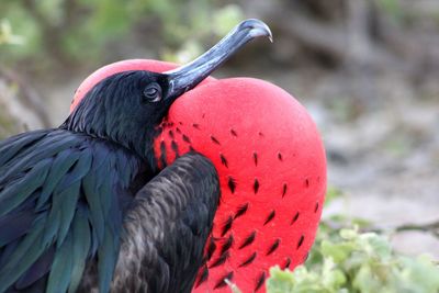 Male frigate bird with red pouch
