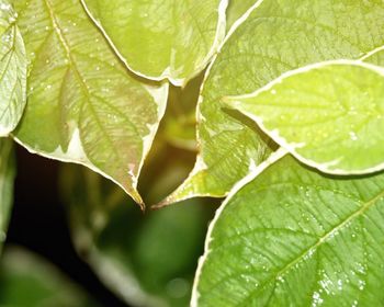 Close-up of green leaves