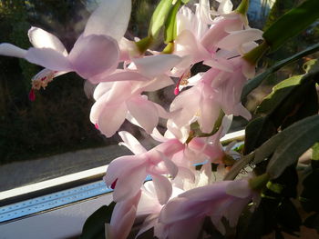 Close-up of pink flowers