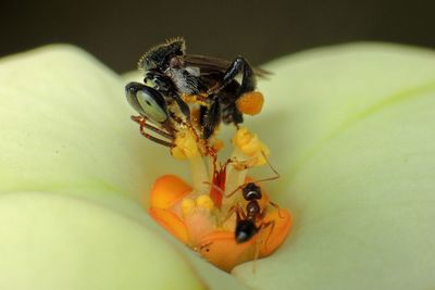 Close-up of fly on flower