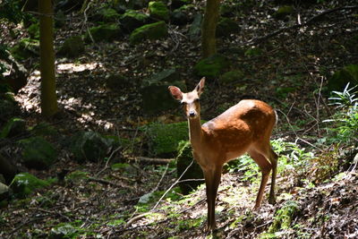 Deer standing in a forest