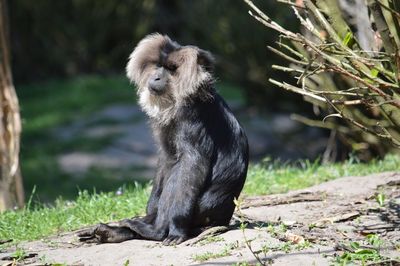 Monkey sitting on a field