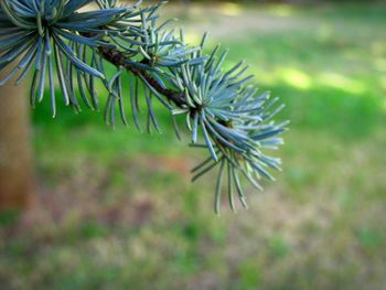 Close-up of a plant