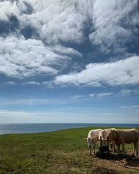 View of sheep on field against sky