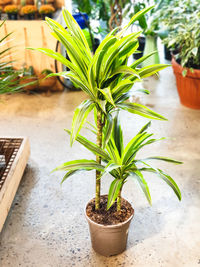 High angle view of potted plant on table