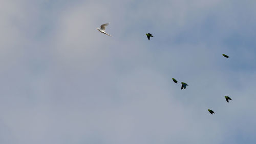 Low angle view of birds flying in sky