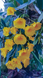 Close-up of yellow flowering plant