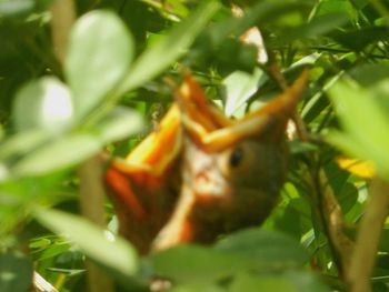 Close-up of lizard on tree