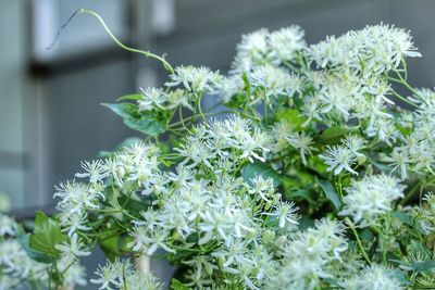Close-up of white flowering plant