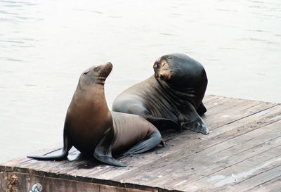 High angle view of seals on jetty