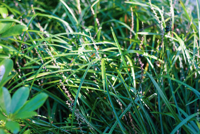 Close-up of grass growing on field