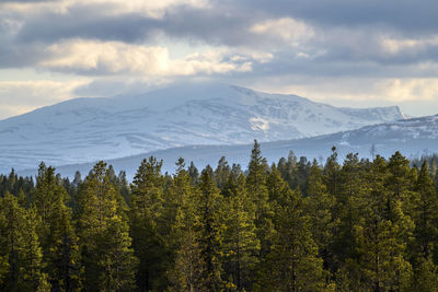 Scenic view trees by snow covered mountains against cloudy sky