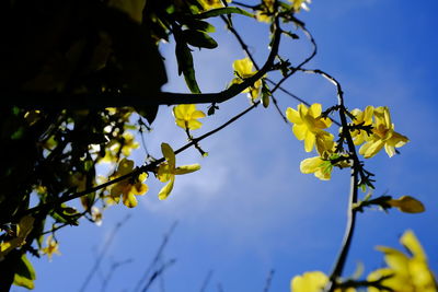 Low angle view of flowering plant against sky