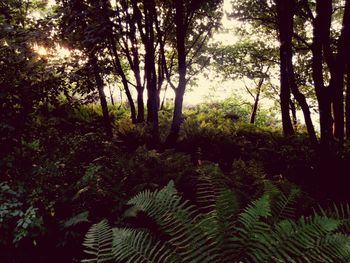 Trees in forest