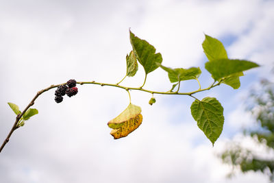 Close-up of berries growing on tree against sky