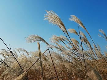 Low angle view of plants against clear blue sky