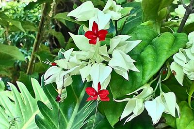 Close-up of red flowers blooming outdoors