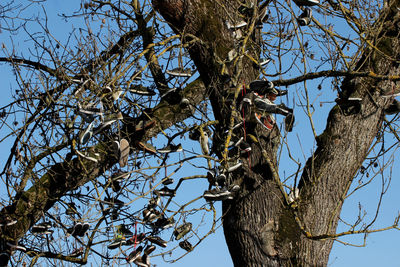 Low angle view of bare tree against sky