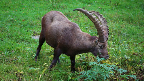 Close-up of horse grazing on field