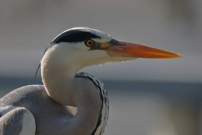 Close-up of a bird