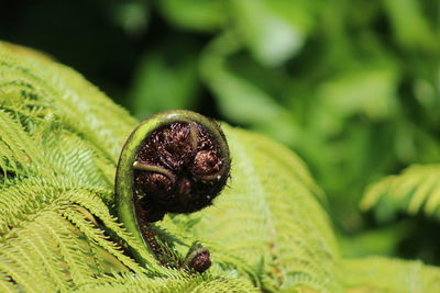 Close-up of fern leaf