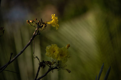 Close-up of yellow flowering plant