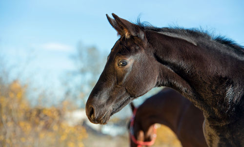 Close-up of horse standing against sky