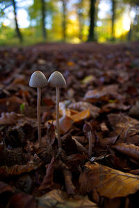 Close-up of mushroom growing in forest