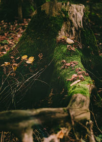 Close-up of fallen tree in forest