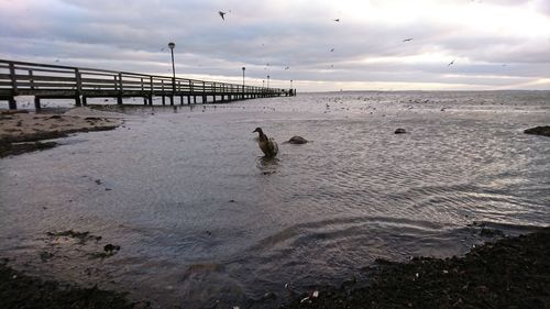 Dog on beach against sky