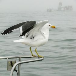 Side view of seagull perching on metal over sea