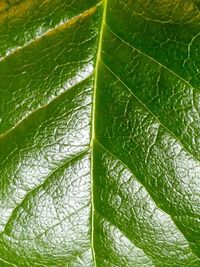 Macro shot of water drops on leaf