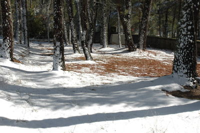 Trees on snow covered land