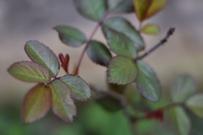 Close-up of green leaves on plant