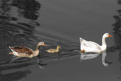 Ducks swimming in lake