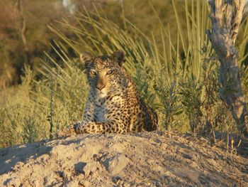 Leopard lying on ground