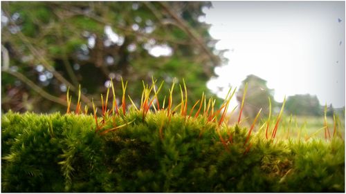 Close-up of plant growing on tree