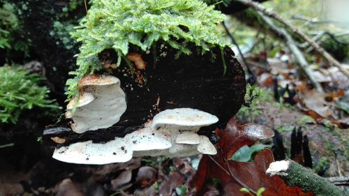 Close-up of mushroom growing outdoors