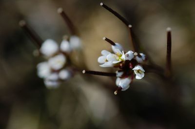 Close-up of white flowers on twig