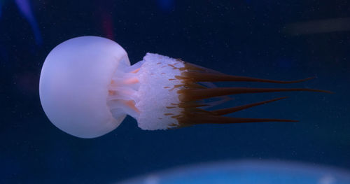 Jellyfish swimming in sea