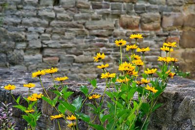 Close-up of yellow flowering plants on land